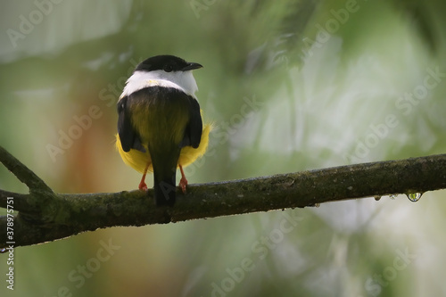 White-collared manakin perched on branch photo