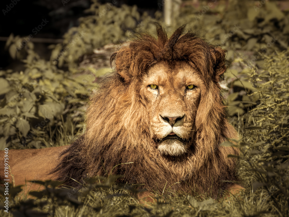 Fototapeta premium Tierportraits