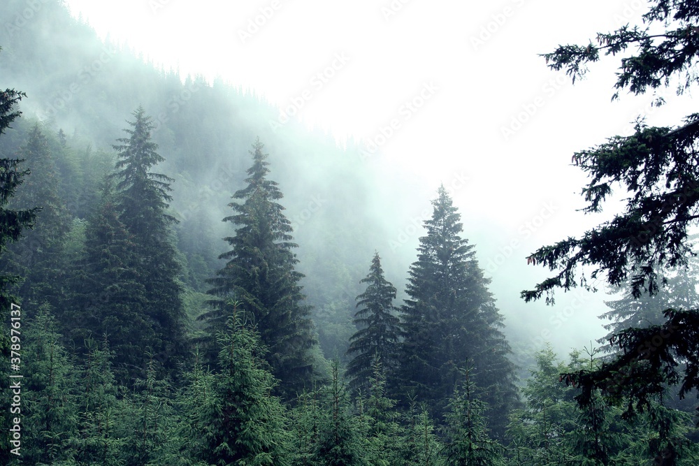 Obraz premium Bosque de abetos un oscuro día de lluvia en los Cárpatos de Rumanía.