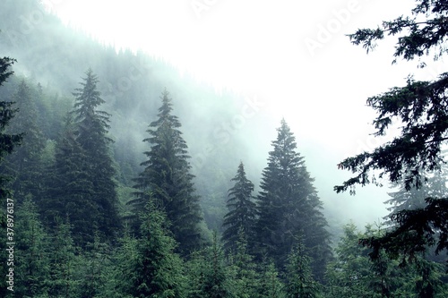 Bosque de abetos un oscuro día de lluvia en los Cárpatos de Rumanía.