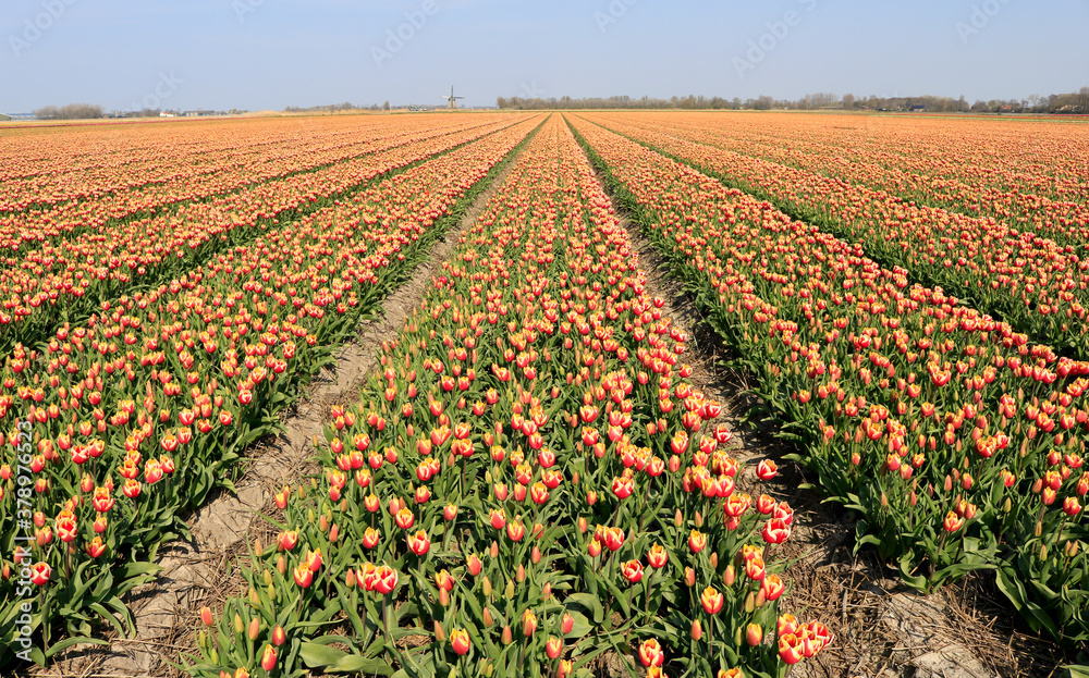 Tulip field in northern Netherlands