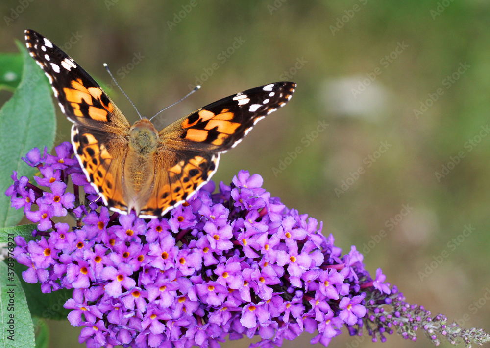 Schmetterling mit offene Flügel auf einem lila Schmetterlingsflieder Schmetterling mit offene Flügel auf einem lila Schmetterlingsflieder