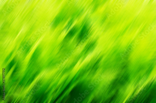 Green natural gradient background  Abstract image of green leaves blurred background.