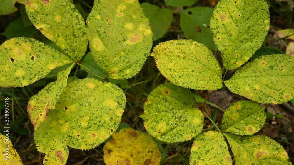 Closeup video of a group of green leaves showing many shades of color from lime-green to dark green. Green and yellow leaves in the background. The leaves blowing lightly in the wind
Closeup video of a group of green leaves showing many shades of color from lime-green to dark green. Green and yellow leaves in the background. The leaves blowing lightly in the wind