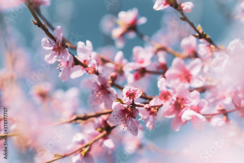 blossom in spring