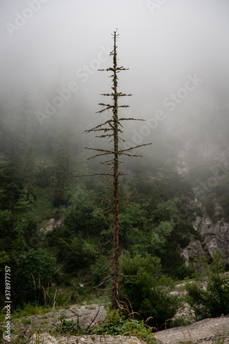 mist in the forest