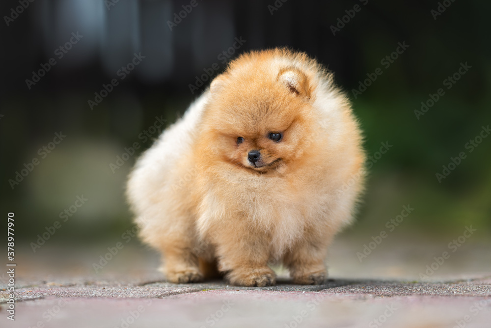 close up portrait of red pomeranian spitz puppy, standing outdoors in summer