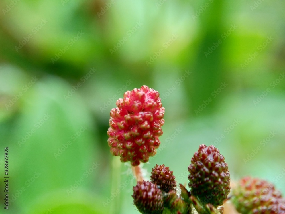 Mimosa pudica, also called sensitive plant, sleepy plant, action plant, touch-me-not, shameplant, zombie plant, bashful mimosa, herbe sensible, sensitive grass, shame bush, shame face and shame lady. Mimosa pudica, also called sensitive plant, sleepy plant, action plant, touch-me-not, shameplant, zombie plant, bashful mimosa, herbe sensible, sensitive grass, shame bush, shame face and shame lady.