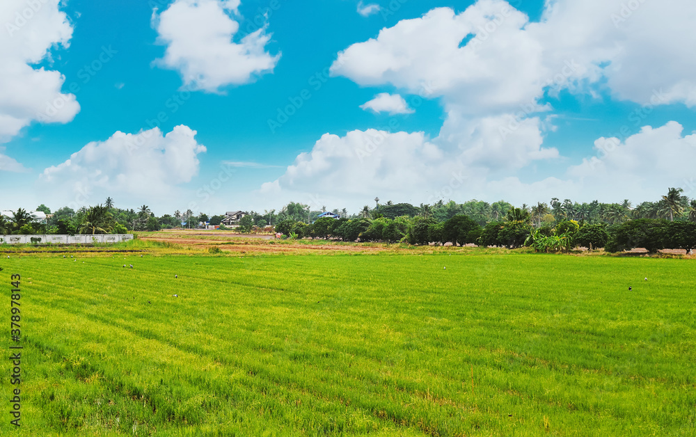 Rice fields with blue sky cloud cloudy landscape background