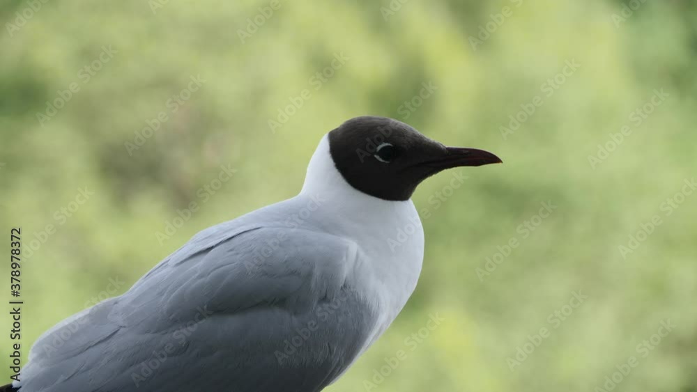 Seagull sitting on railing. Bird looks around while sits on the railing Seagull sitting on railing. Bird looks around while sits on the railing