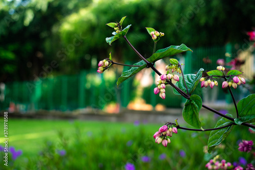 branch of unbloomed flowers with a background park photo