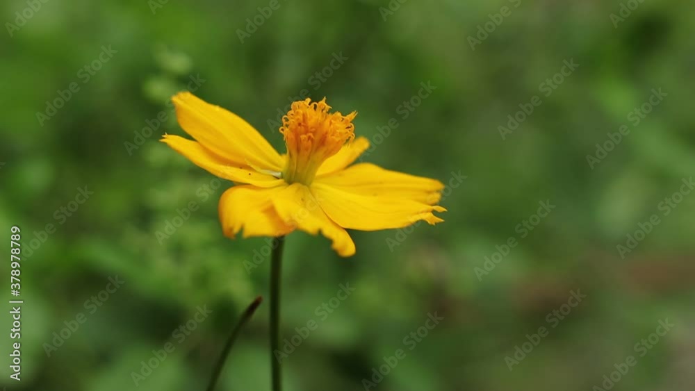 Yellow starburst flowers swaying in the wind Yellow starburst flowers swaying in the wind