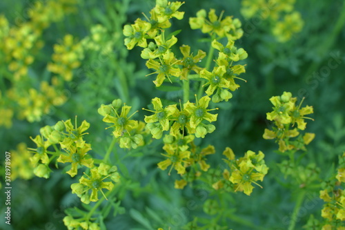 Common rue with flowers, Ruta graveolens, in garden, selected focus photo