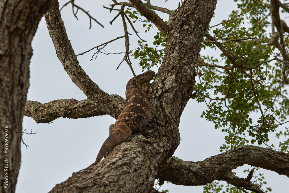 Obraz premium African water monitor high in a tree