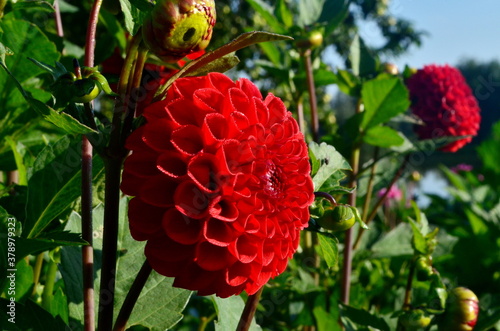 A beautiful red dahlia flower blooms in the garden