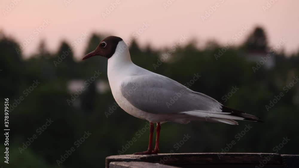 Seagull sitting on railing. Bird looks around while sits on the railing Seagull sitting on railing. Bird looks around while sits on the railing