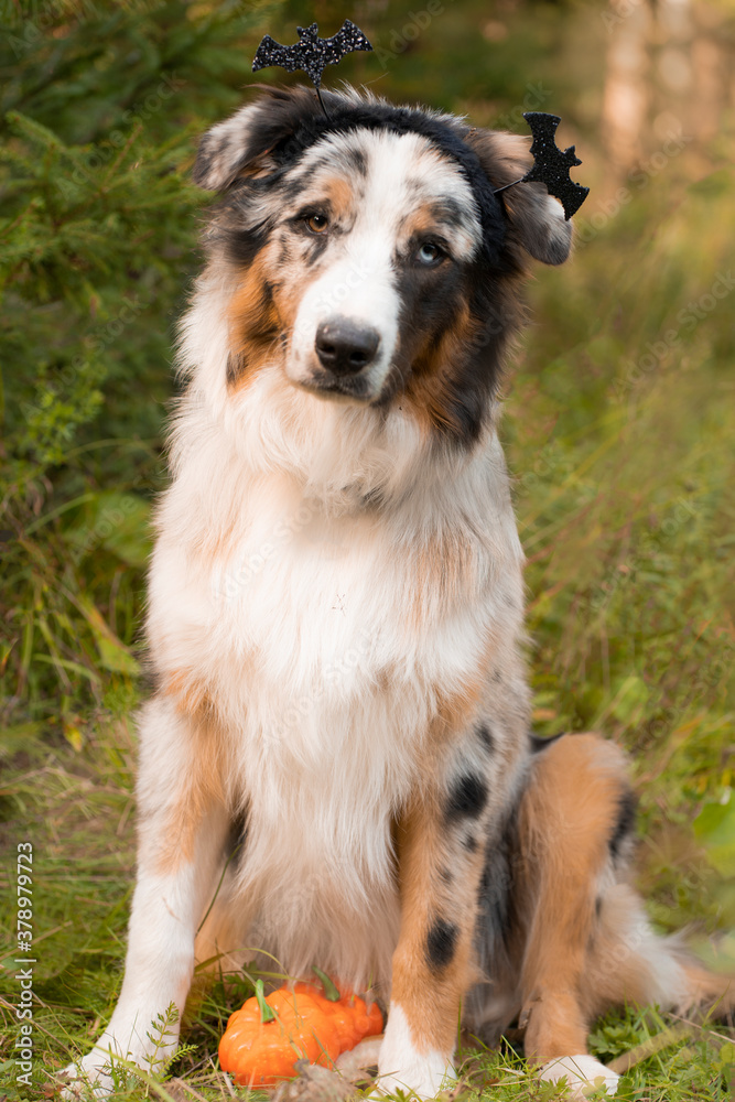 Australian shepherd dog sitting on the background of a green forest, bats on his head