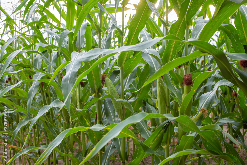 Cornfield in summer. Rows of green ripe maize plants. Cornfield in summer. Rows of green ripe maize plants.