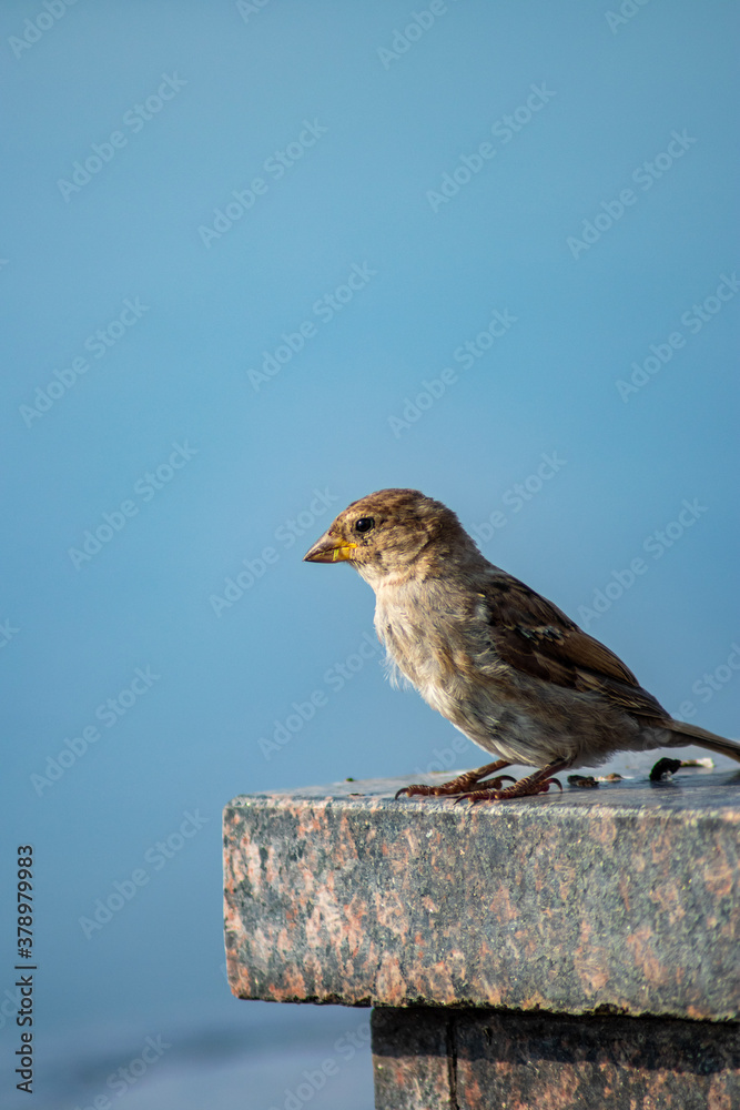 Bird sparrow Bird sparrow