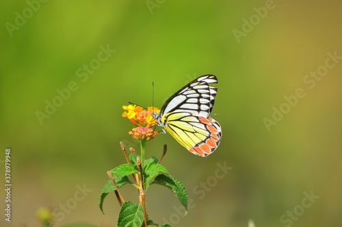 butterfly on flower © sumit