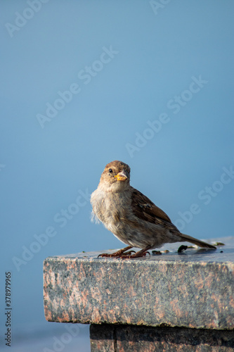 Bird sparrow