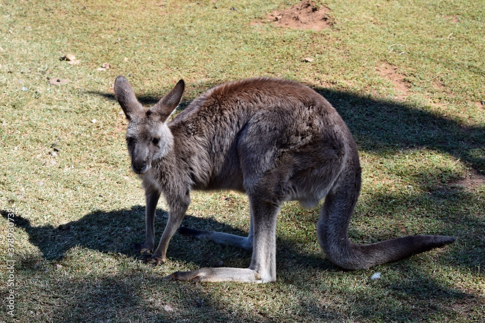 Wild grey kangaroo resting in the park Wild grey kangaroo resting in the park
