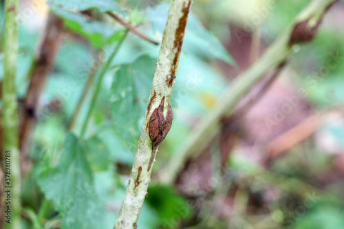 Midge on a Raspberry branch. Damaged raspberry stick. Raspberry diseases. A diseased branch.