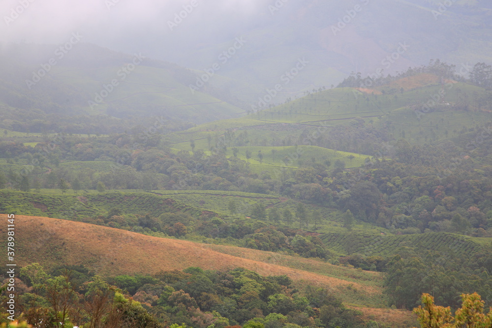 Obraz premium Scenic view of Eravikulam national park and green Tea plantation with misty foggy surrounding in Kerala, India. 