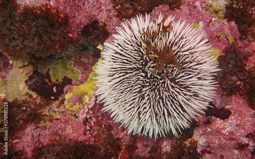 Tripneustes ventricosus white pincushion urchin attached to a colorful reef rock formation, underwater marine life © skyf