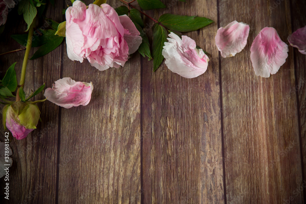 beautiful blooming peonies with petals on a wooden table beautiful blooming peonies with petals on a wooden table