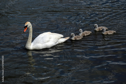 Fototapeta Naklejka Na Ścianę i Meble -  Swan and signets