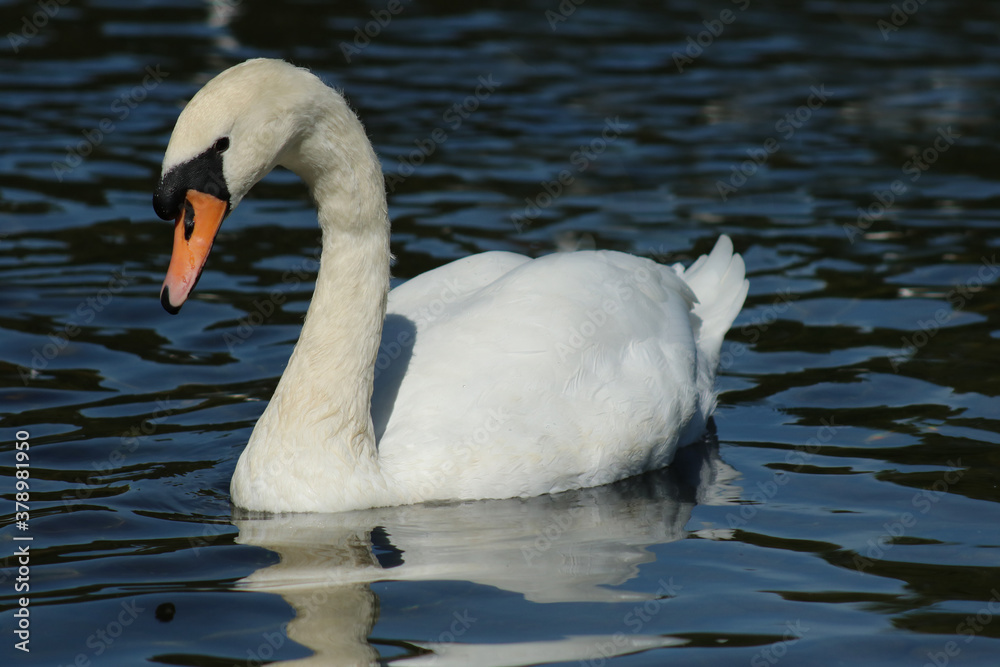 Swan