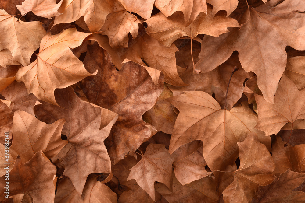 Brown detailed autumnal background with dried platanus leaves Brown detailed autumnal background with dried platanus leaves