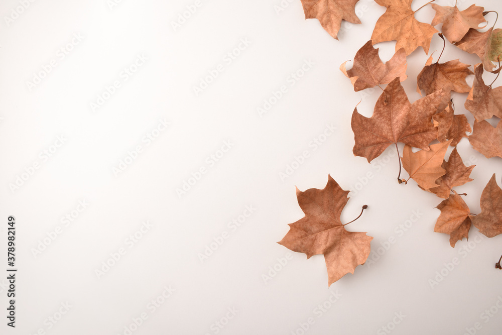 Group of dried platanus leaves in a corner on white Group of dried platanus leaves in a corner on white