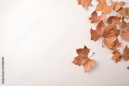 Group of dried platanus leaves in a corner on white