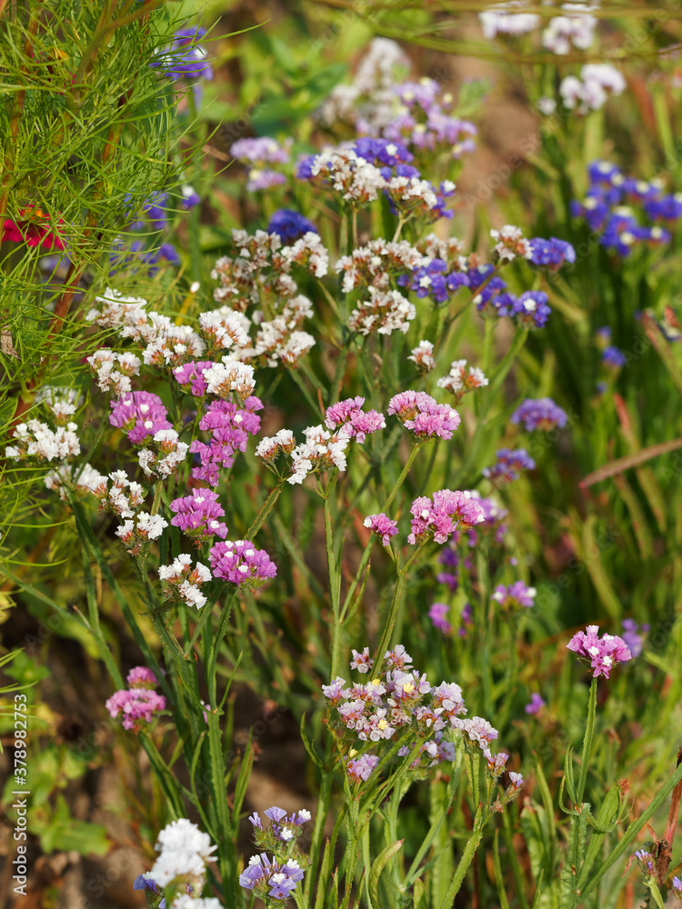 Limonium sinuatum | Statice sinueux ou Saladelle sinuée aux minuscules fleurs en grappes à texture de papier sur tige au feuillage lancéolé, découpé, vert foncé Limonium sinuatum | Statice sinueux ou Saladelle sinuée aux minuscules fleurs en grappes à texture de papier sur tige au feuillage lancéolé, découpé, vert foncé