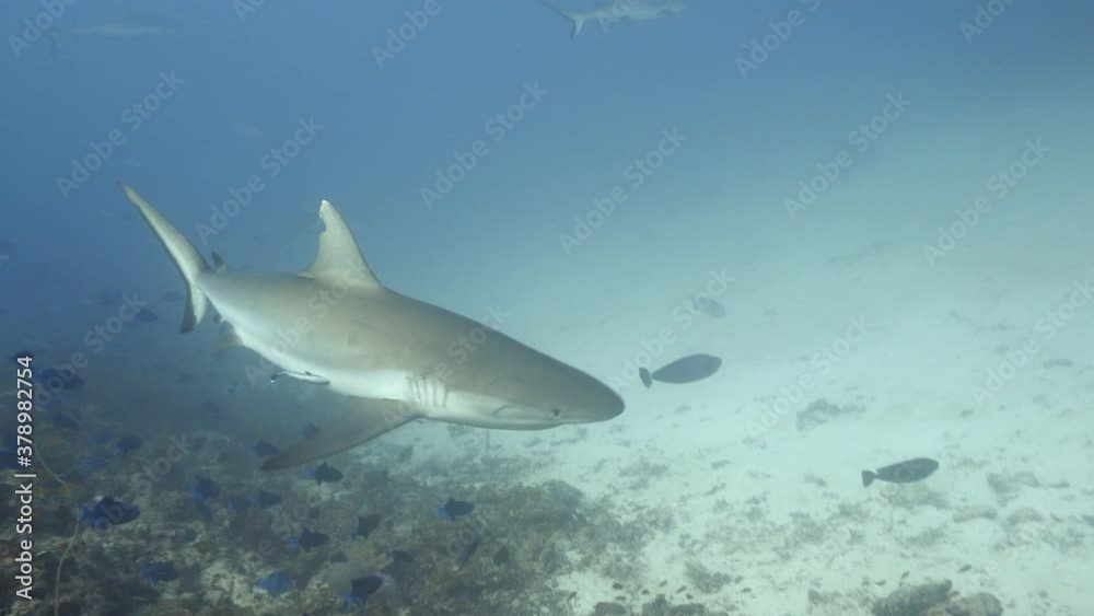 Gray reef sharks patrolling the reef in maldives
Gray reef sharks patrolling the reef in maldives