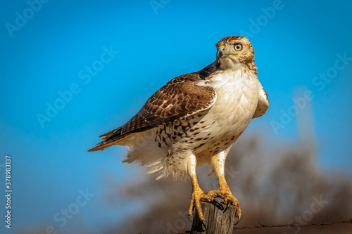 Quadro su tela A Red-tailed Hawk (Buteo jamaicensis) perched on a pole