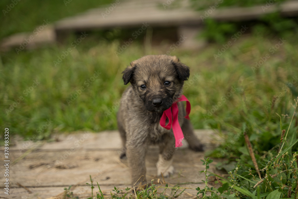 small colorful puppy with a bow small colorful puppy with a bow