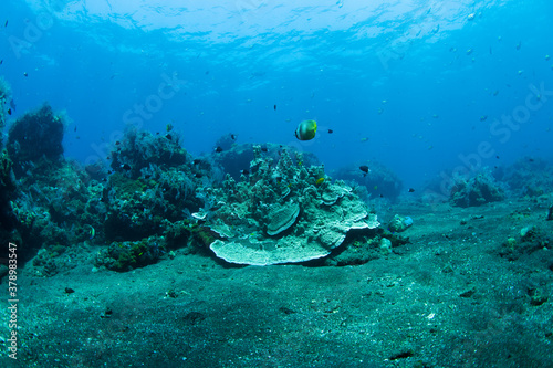 Coral reefs. Underwater world of Tulamben  Bali  Indonesia.