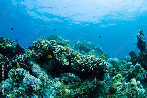 Coral reefs. Underwater world of Tulamben, Bali, Indonesia. photo