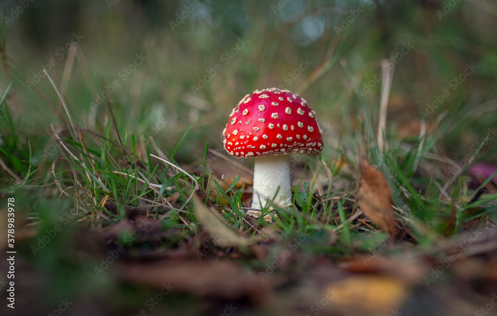 fly agaric close-up in the forest fly agaric close-up in the forest