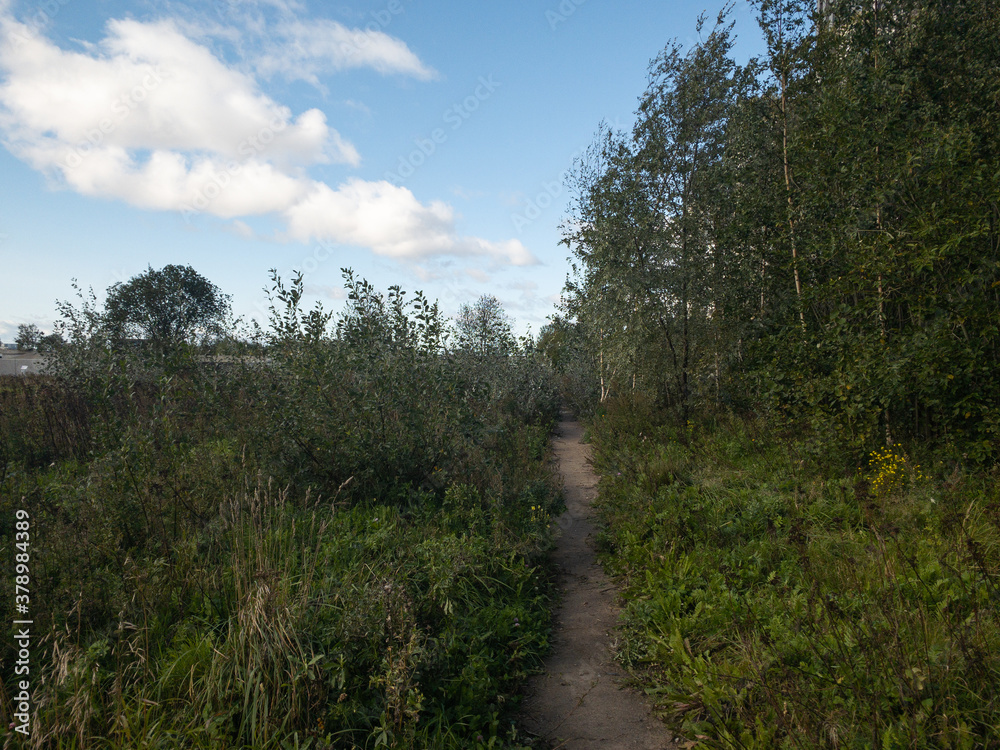 Obraz premium path in the woods