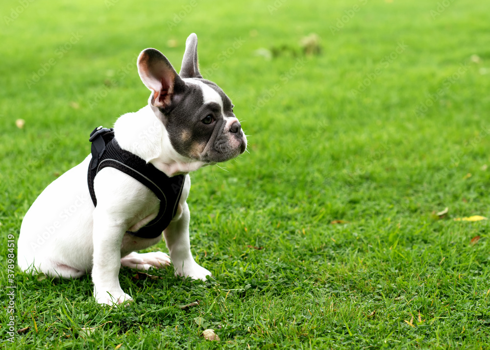 Puppy of White French Bulldog out for a walk sitting on the grass in Summer Puppy of White French Bulldog out for a walk sitting on the grass in Summer