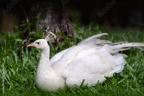 Ein weißer Pfau in Indonesien