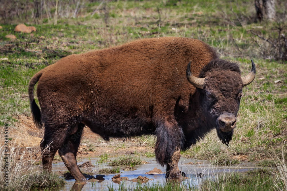 Buffalo or American Bison (bison bison) grazing in the Wichta Mountains