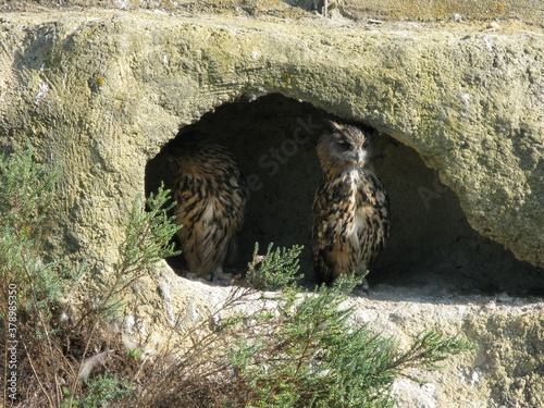hiboux