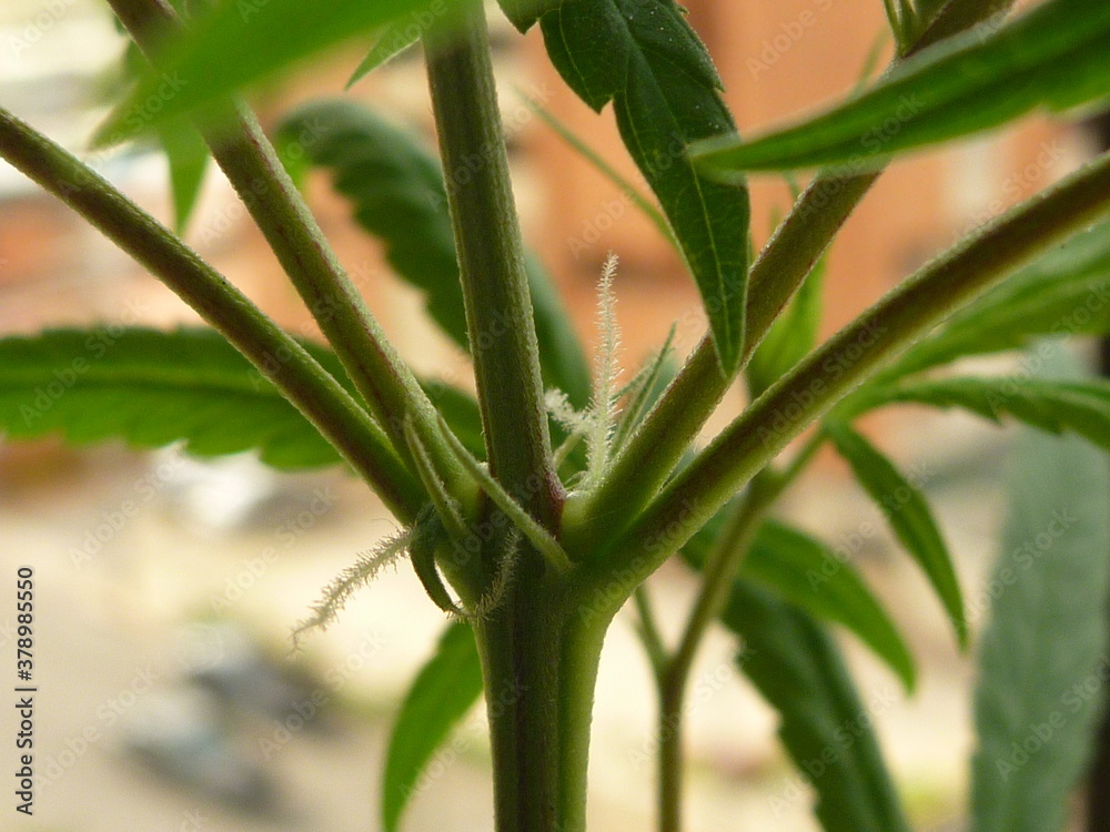 Fototapeta premium detalle de planta de cannabis en interiors