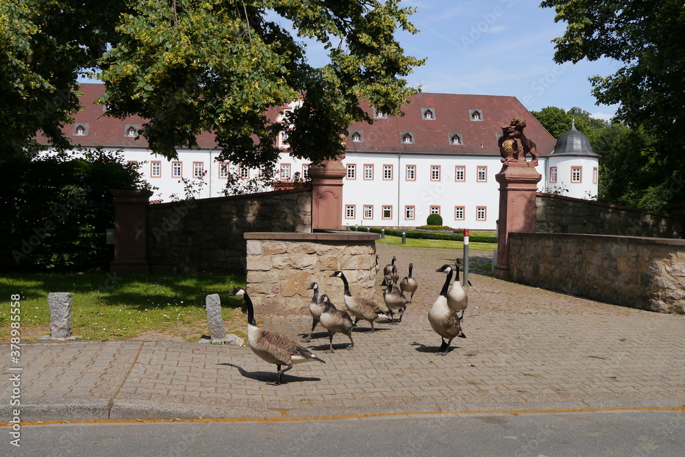 © Falko Göthel - Gänsemarsch vor dem Schloss Schönborn in Heusenstamm © Falko Göthel - Gänsemarsch vor dem Schloss Schönborn in Heusenstamm