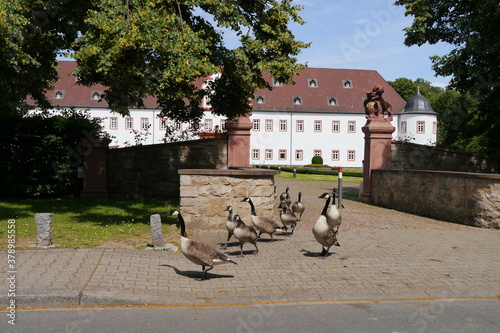 Gänsemarsch vor dem Schloss Schönborn in Heusenstamm photo